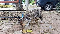 Dataset Image