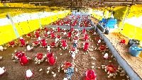 chick detection1 project thumbnail