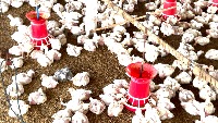 Chick detection project thumbnail