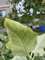 eggplant-pest-detection Object Detection Model by Eggplant Pest ...