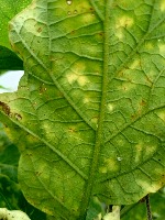 eggplant-pest-classification Classification Model by Eggplant Pest ...