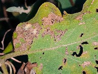 eggplant-pest-classification Classification Model by Eggplant Pest ...