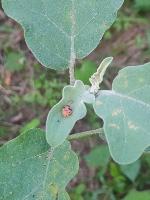 eggplant-pest-detection Object Detection Model by Eggplant Pest ...