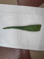 Medicinal Leaf dataset project thumbnail