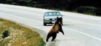 wildlife_road_crossing project thumbnail