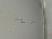 Belitung Phytoplankton project thumbnail