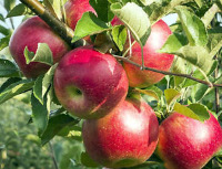 Fruits detection project thumbnail