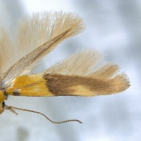 Stathmopoda Detection project thumbnail