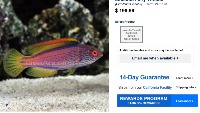 Fish detection project thumbnail