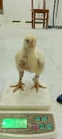 poultry detection for counter project thumbnail