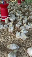 chickens project thumbnail