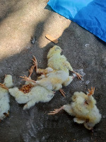 dead chicken project thumbnail