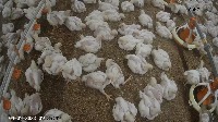 chicken broiler project thumbnail