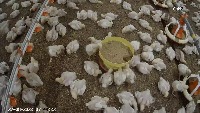 broiler project thumbnail