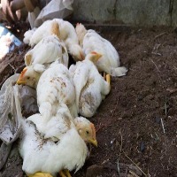 Chicken Counter 2 project thumbnail