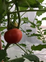 Tomato Vision project thumbnail