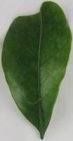 coffee leaf nutrional deficiency project thumbnail