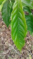 coffee mineral deficiency project thumbnail