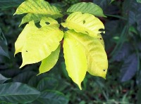 coffee leaf mineral deficiency project thumbnail