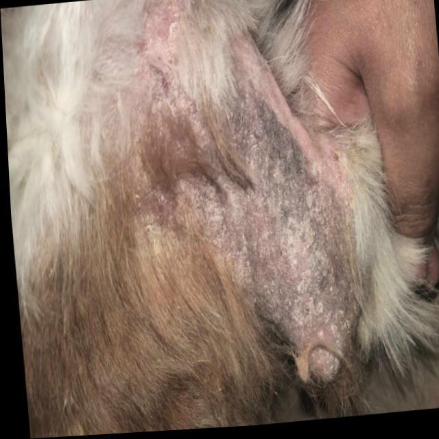 Picture of Dog Skin Diseases Object Detection Model by renz