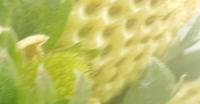Strawberry project thumbnail