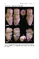 Foraminifera Detection Project project thumbnail