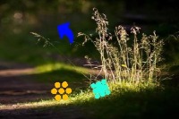 Dataset Image