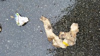 Garbage_detection project thumbnail