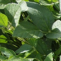 soyabean_leaf_disease project thumbnail