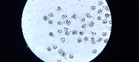 urchin project thumbnail