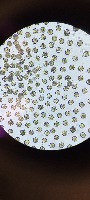 urchin2 project thumbnail