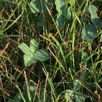 Clover detection11 project thumbnail