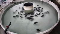 fish middle project thumbnail