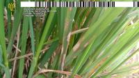 Rice Diseases project thumbnail