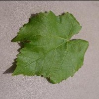 Grapes project thumbnail