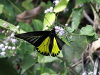 Golden Birdwing project thumbnail