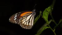 butterfly project thumbnail