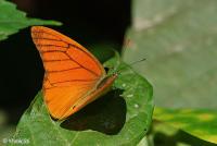 Orange Albatross  project thumbnail