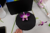orchids project thumbnail