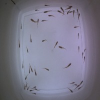Dataset Fix project thumbnail