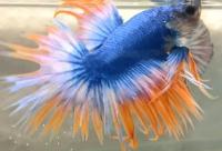 fish detection project thumbnail