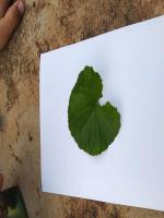 MedicinalLeaf project thumbnail