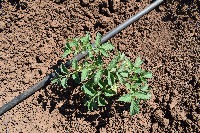 project-weeds project thumbnail