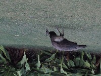 bird classification project thumbnail
