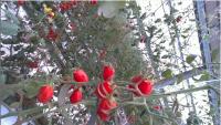 pedicel detection project thumbnail