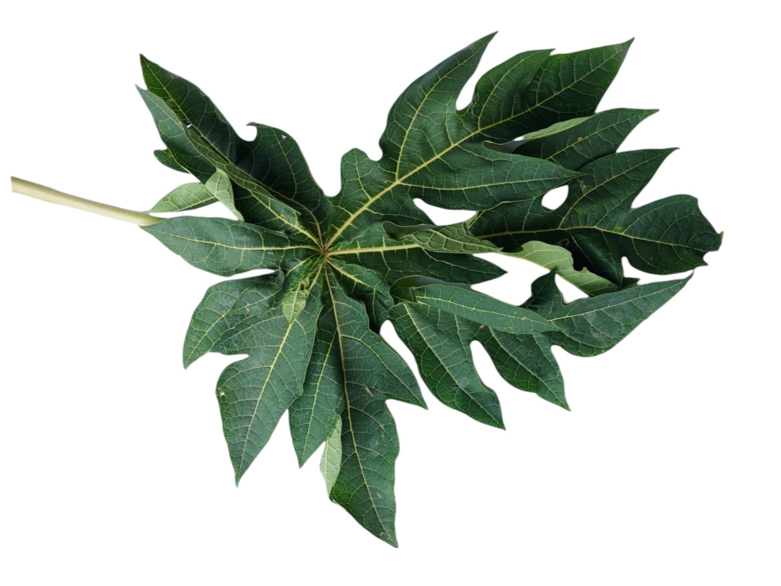 Resep daun Classification Model by leaf detection