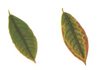 Cacao Leaves project thumbnail