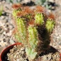 My Plant Project project thumbnail