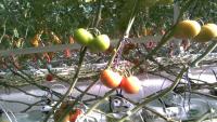 Tomato-Harvest project thumbnail