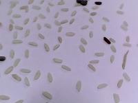 faq-common-parboiled-rice project thumbnail